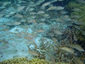 Black spinefoot