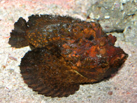 Estuarine stonefish