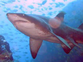 Grey nurse shark
