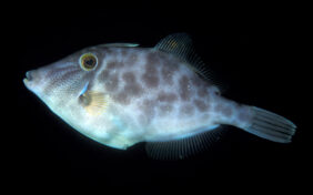 Smooth leatherjacket