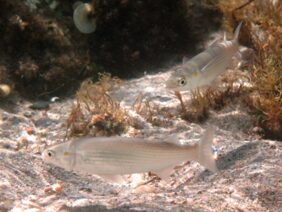 Golden grey mullet