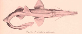 Shortnose sawshark