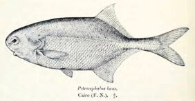 bane bigeye