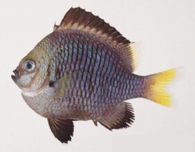 Yellowtail Dascyllus