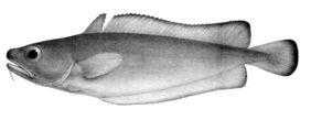 Tadpole codling