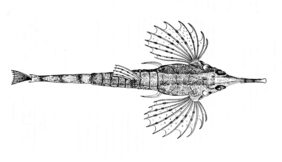 Longtail seamoth