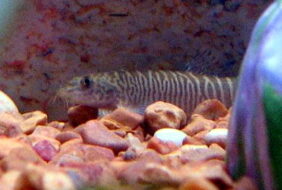 Burmese border loach