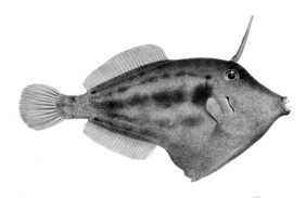 Spectacled filefish
