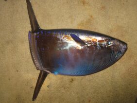 Slender sunfish