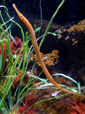 Snake pipefish