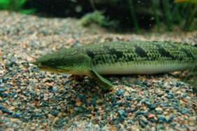 armoured bichir