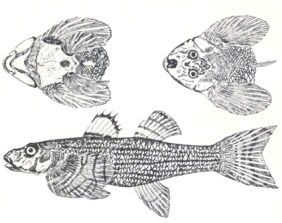 Loach goby