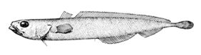 Slender codling