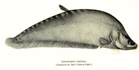 Clown knifefish