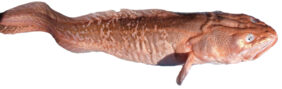 Pink cusk-eel