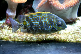 Goldenspotted spinefoot