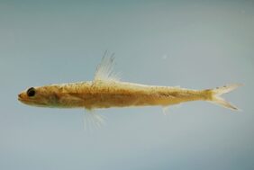 Shortjaw lizardfish