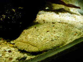 Frog-faced catfish