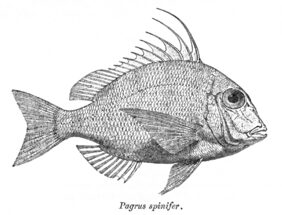 Bowen snapper