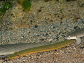 or Snakefish