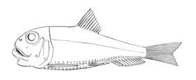 Lightfish