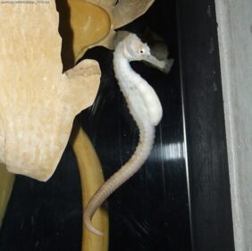 Big-belly seahorse