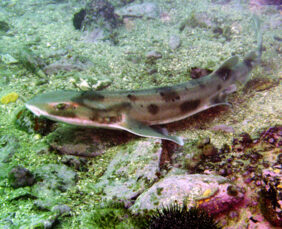 Draughtsboard shark