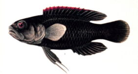 coral devil