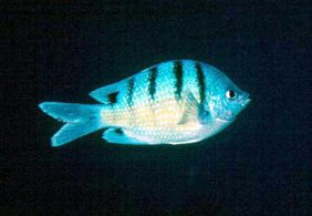 Banded damselfish