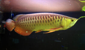 Asian arowana