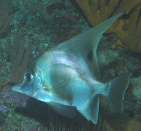 Longfin boarfish