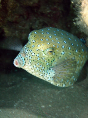 Yellow boxfish