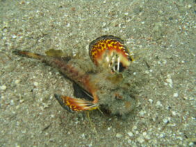 Two-stick stingfish