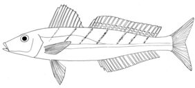 Bass strait whiting
