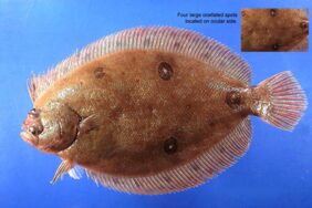 Gulf of Mexico ocellated flounder