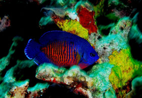 Twospined angelfish