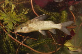 Bubblebarb squeaker