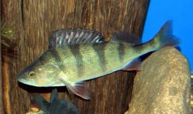 Eurasian perch