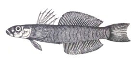 Sailfin hovergoby