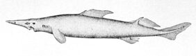 Knifetooth dogfish