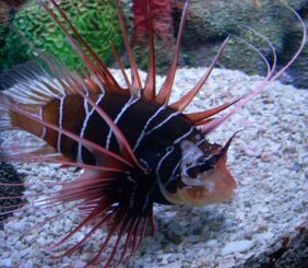 Clearfin lionfish