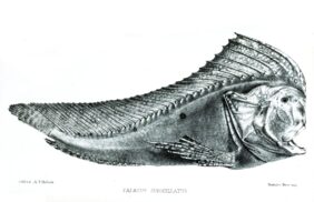 Red Indianfish