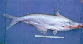 Rat-faced pangasiid