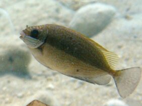 Spinefoot