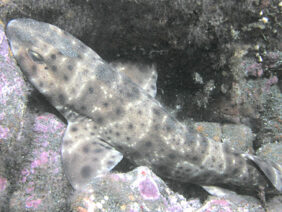 Swellshark