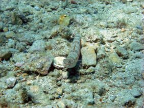 Redmarbled lizardfish