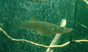 Top minnow