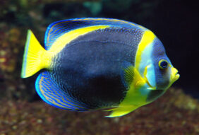 Scribbled angelfish