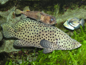 Barramundi cod