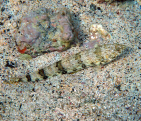 Twospot lizardfish
